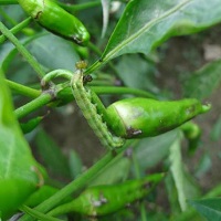1641194862FruitBorer1jpg