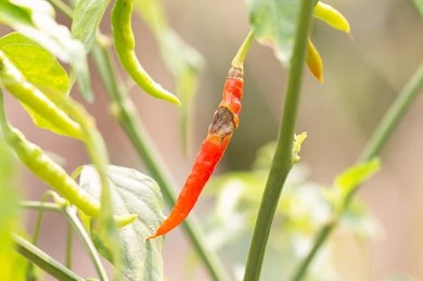 anthracnose-diseases-red-chilli-on-260nw-1313868434