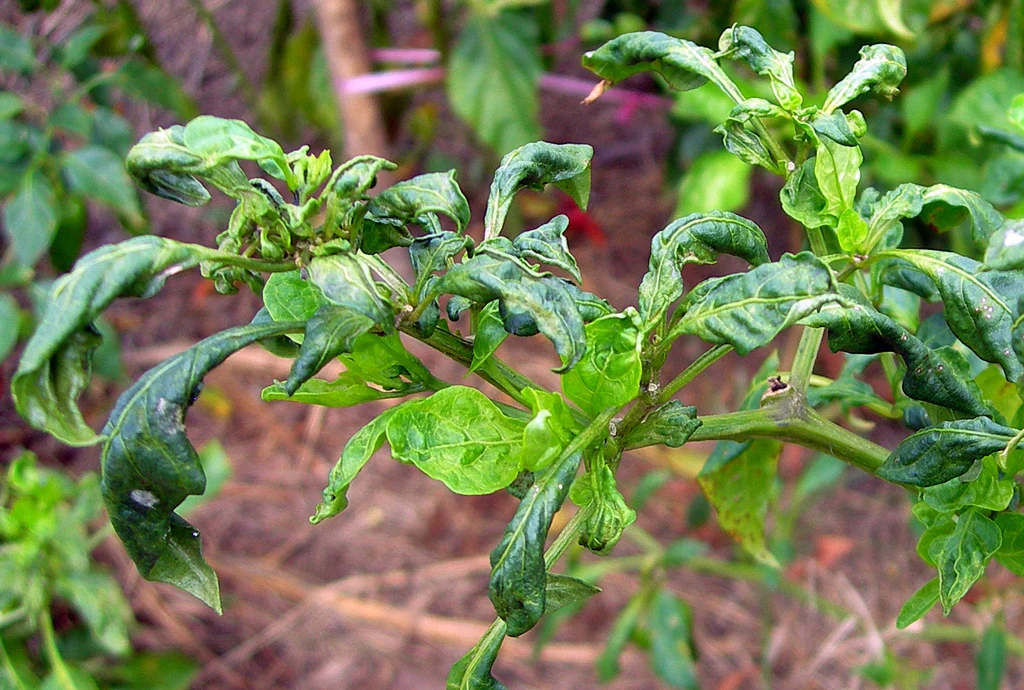 chilli_mite