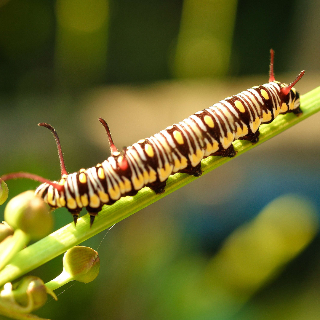 Organic Farming (6)