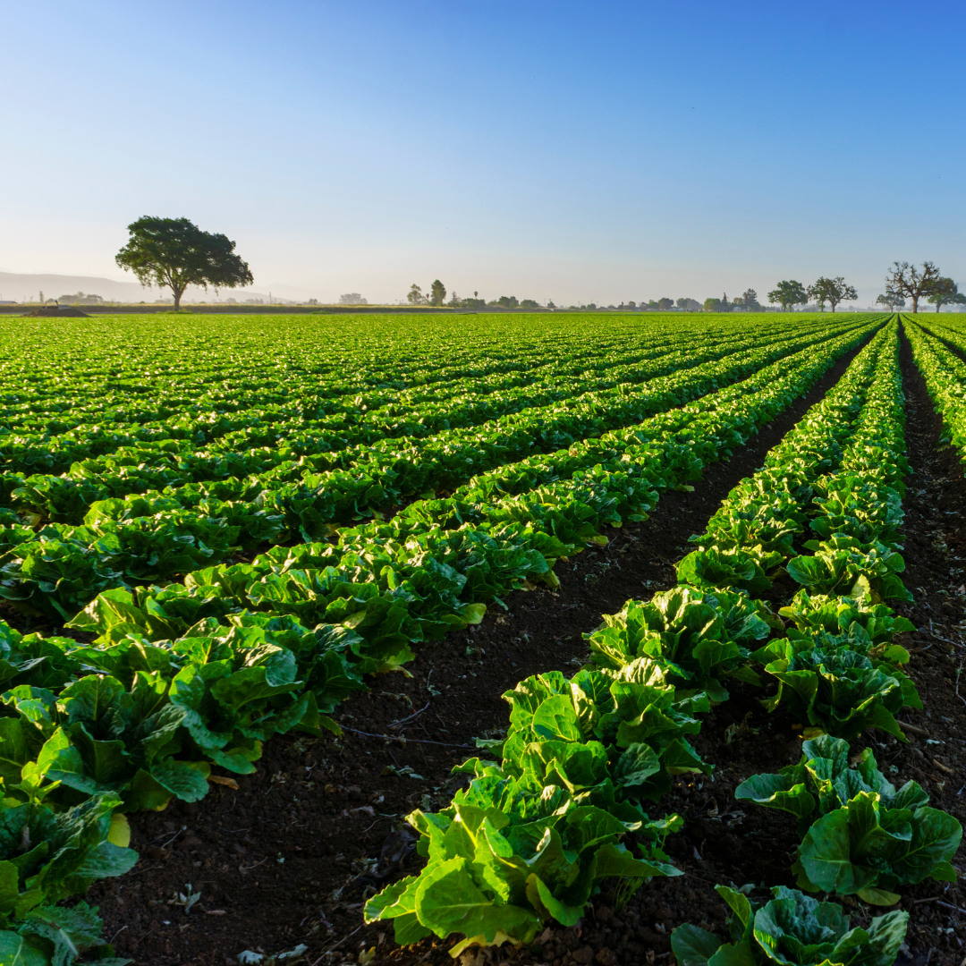 Organic Farming